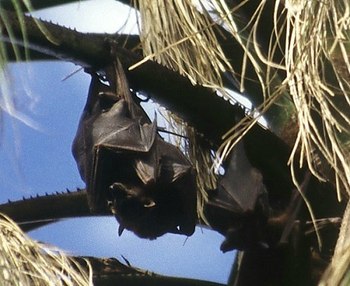 Bats at Mataranka. Photo: L. Bobke